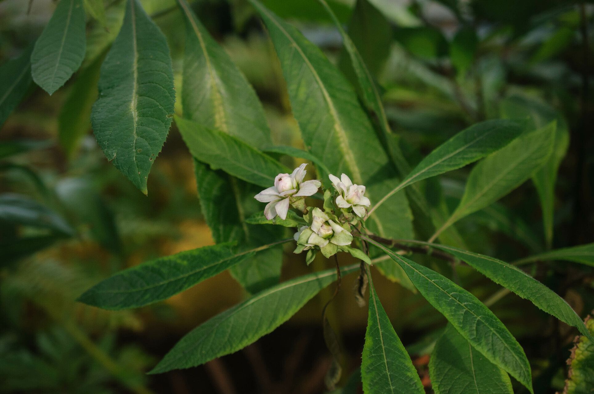 Baccharoides calvoana — related species from the same genus