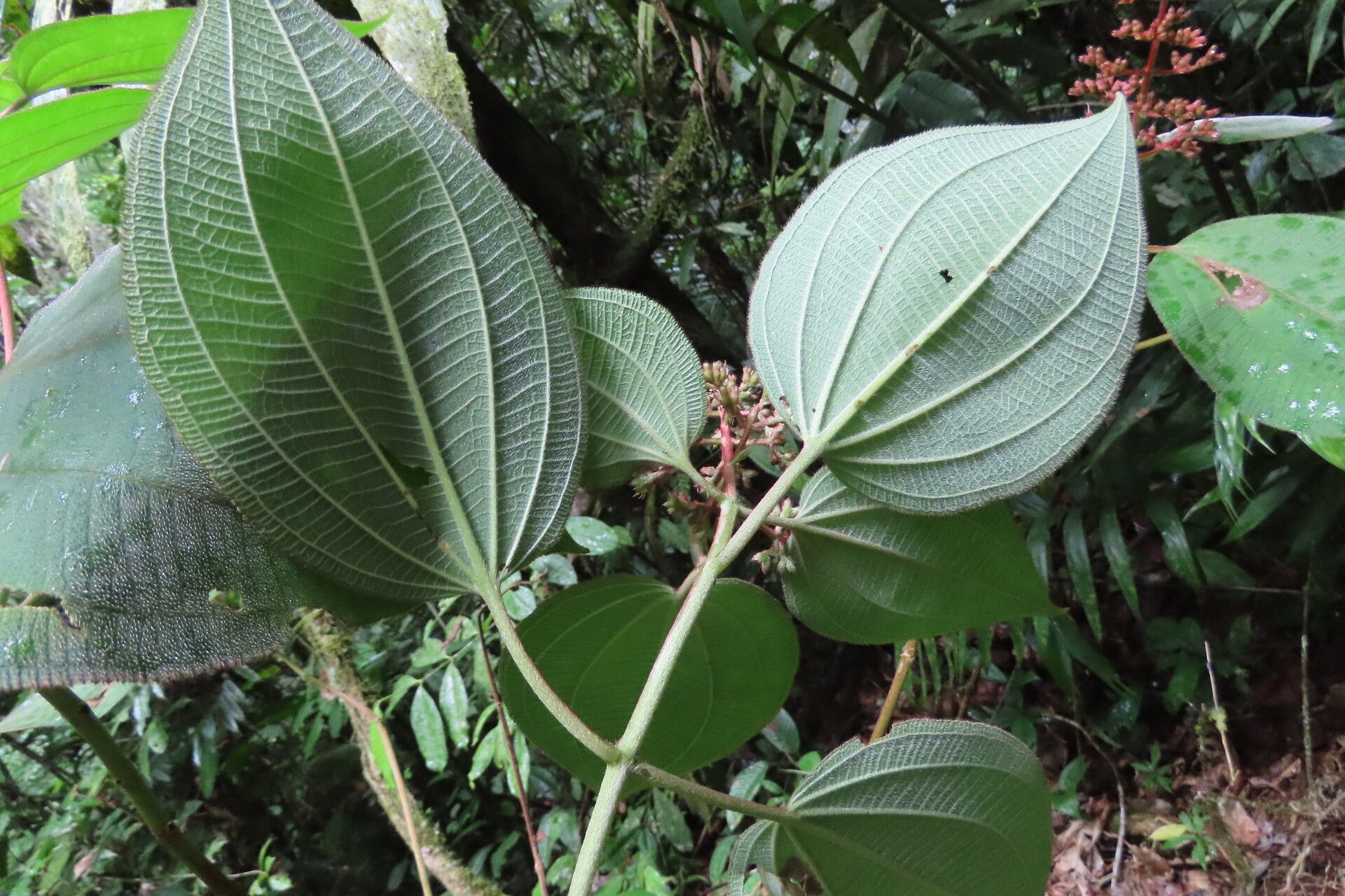 Miconia granatensis — houseplant care guide