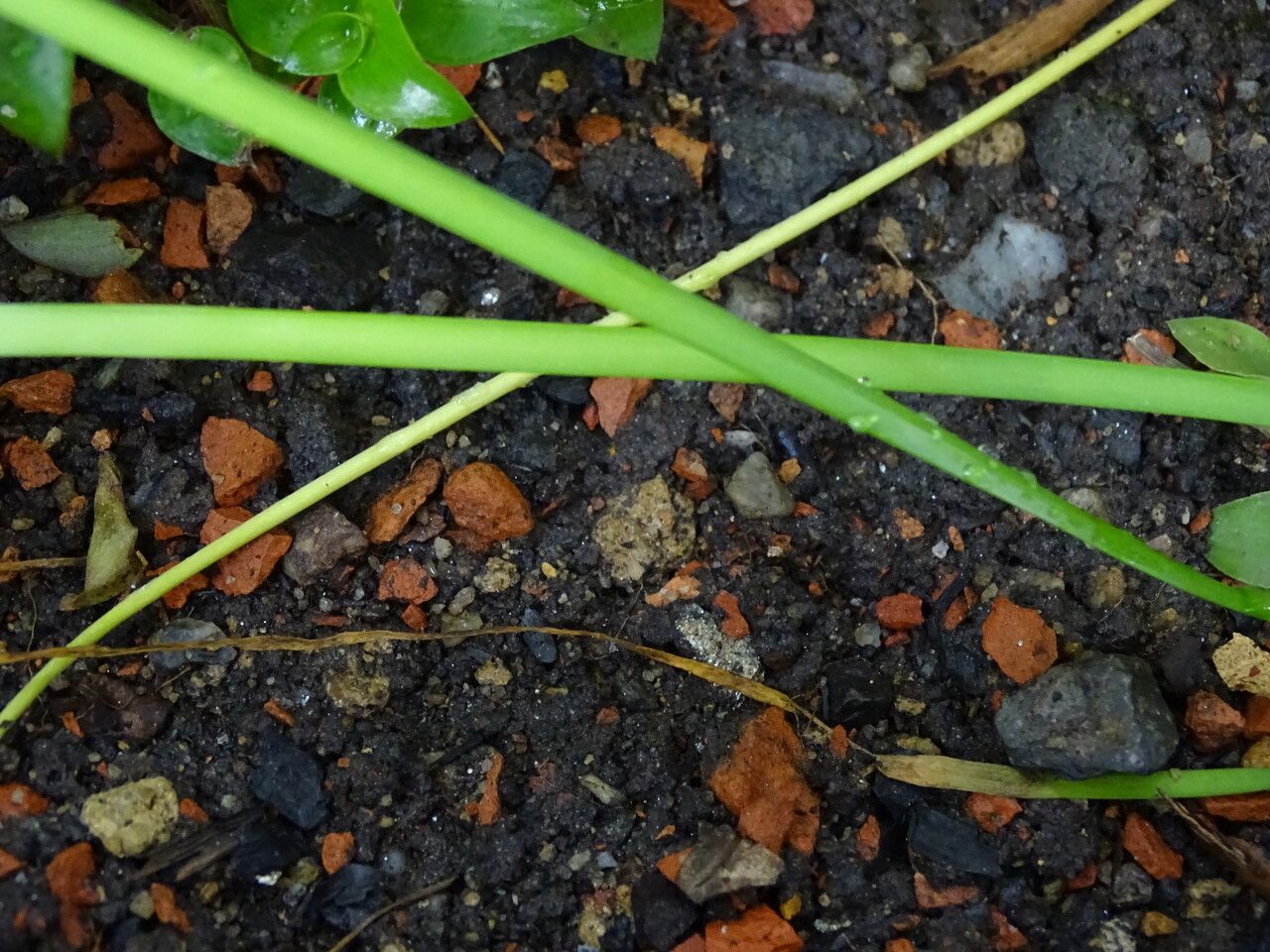 Zephyranthes araucana — houseplant care guide