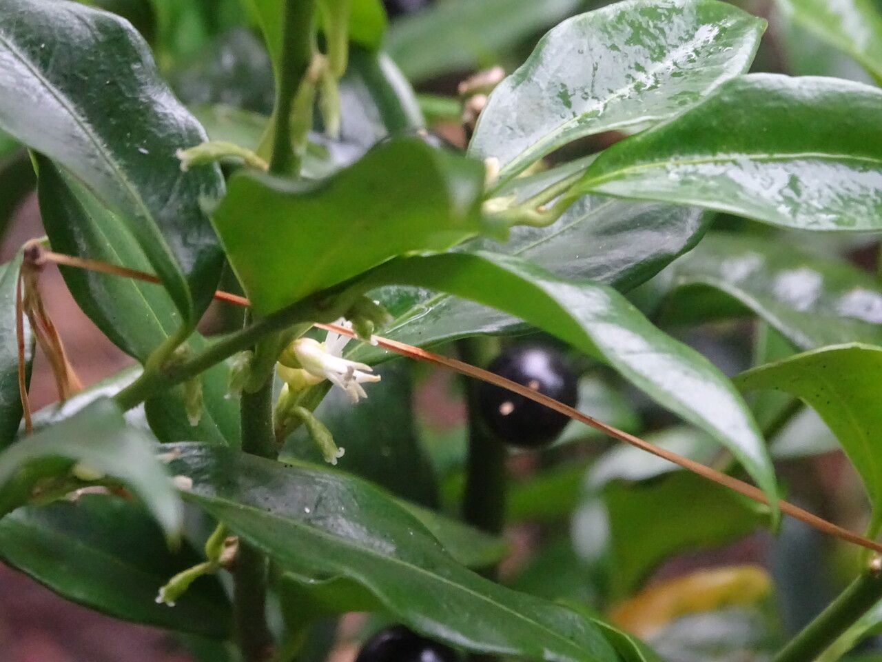Sarcococca confusa flower
