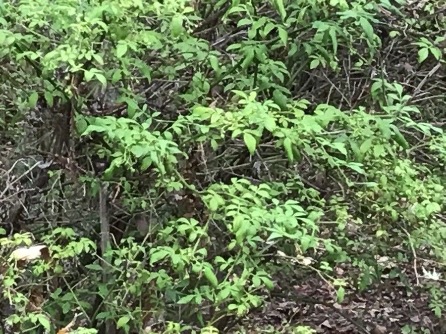 Jasminum puberulum — search result for 'Jasminum'