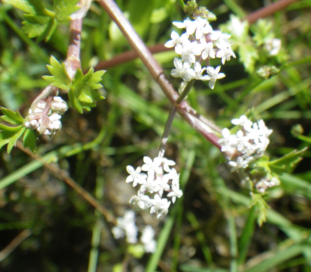 Helosciadium crassipes flower