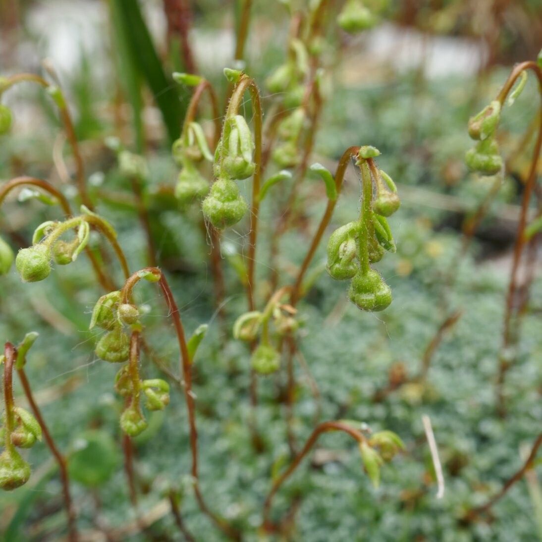 Saxifraga squarrosa fruit