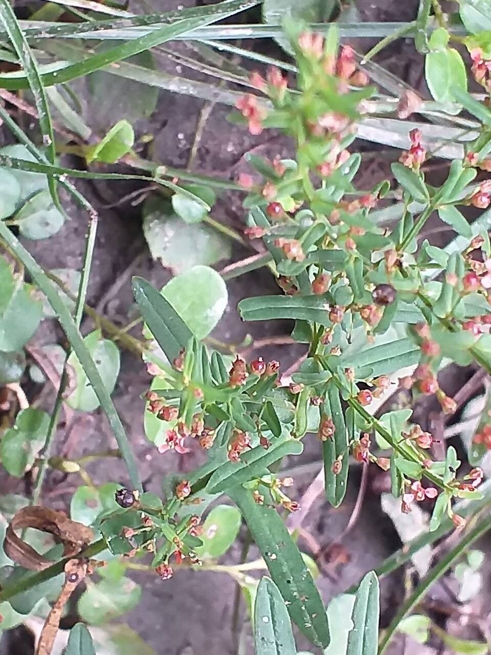 Ammannia auriculata flower