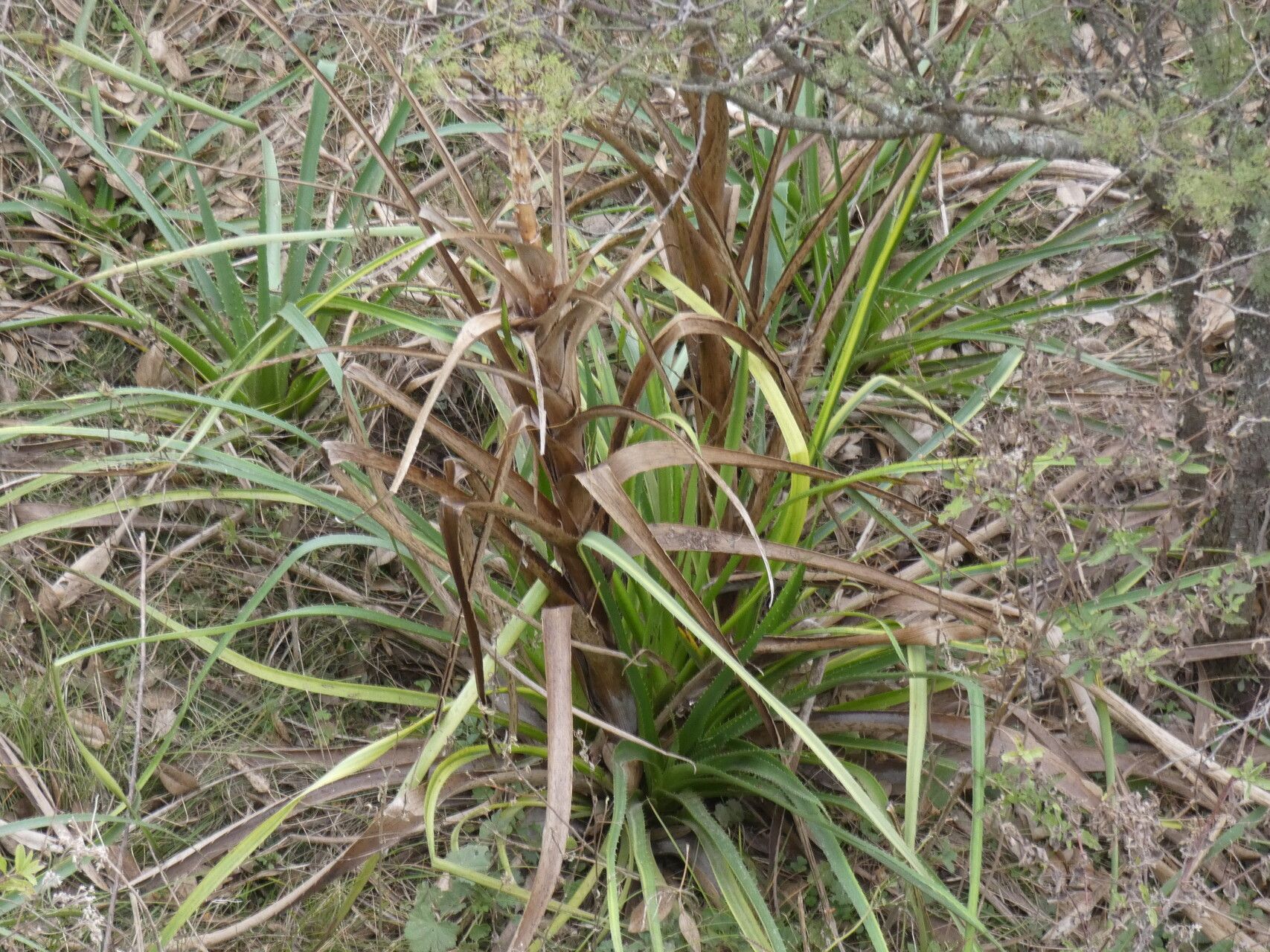 Eryngium horridum fruit