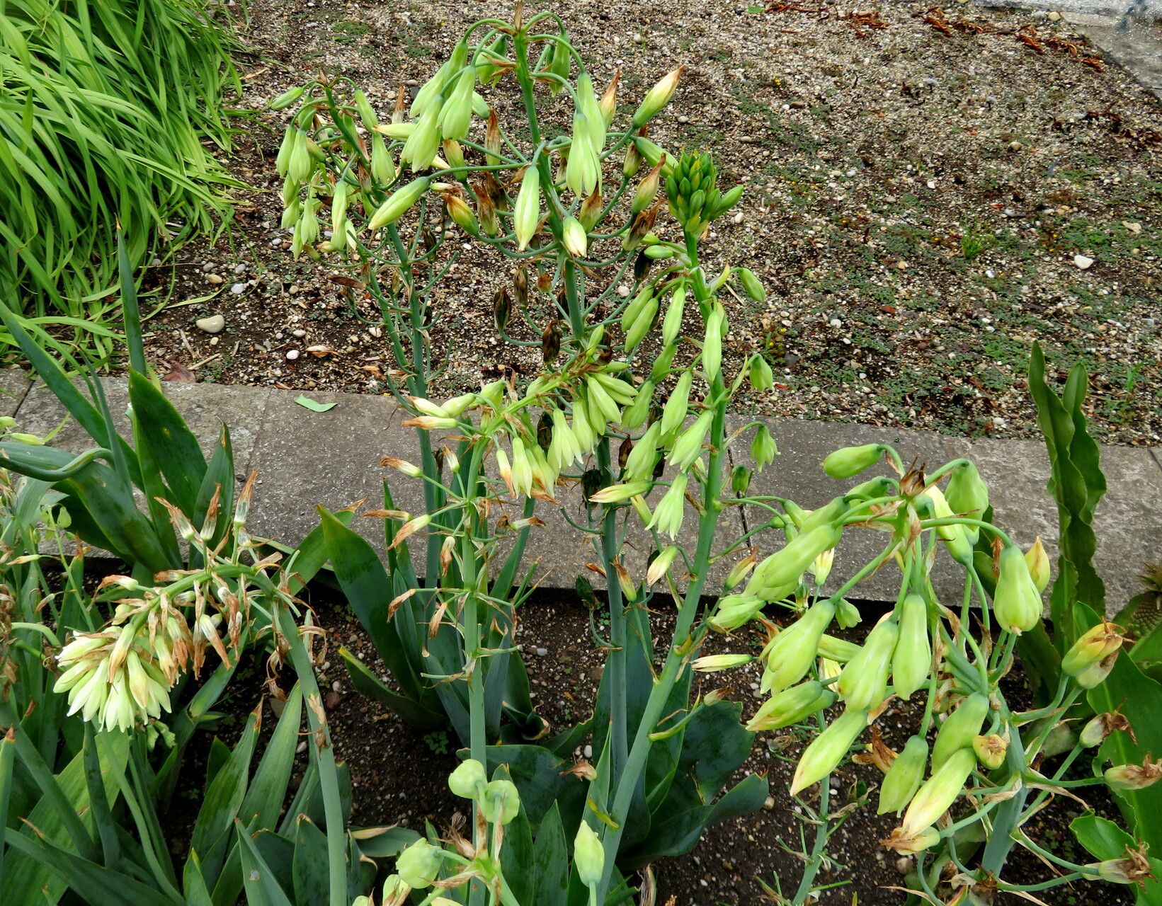 Ornithogalum viridiflorum flower