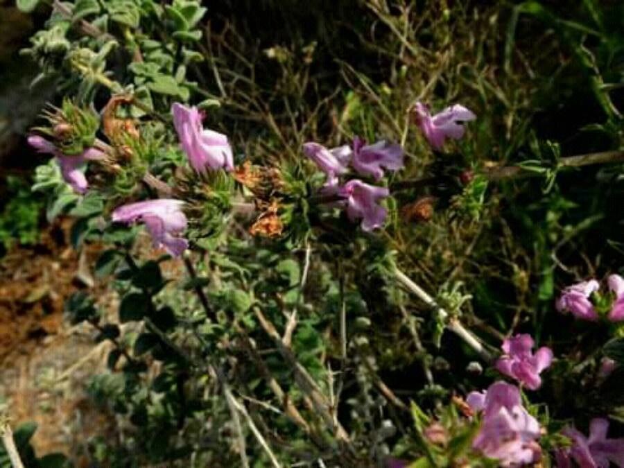 Satureja thymbra flower