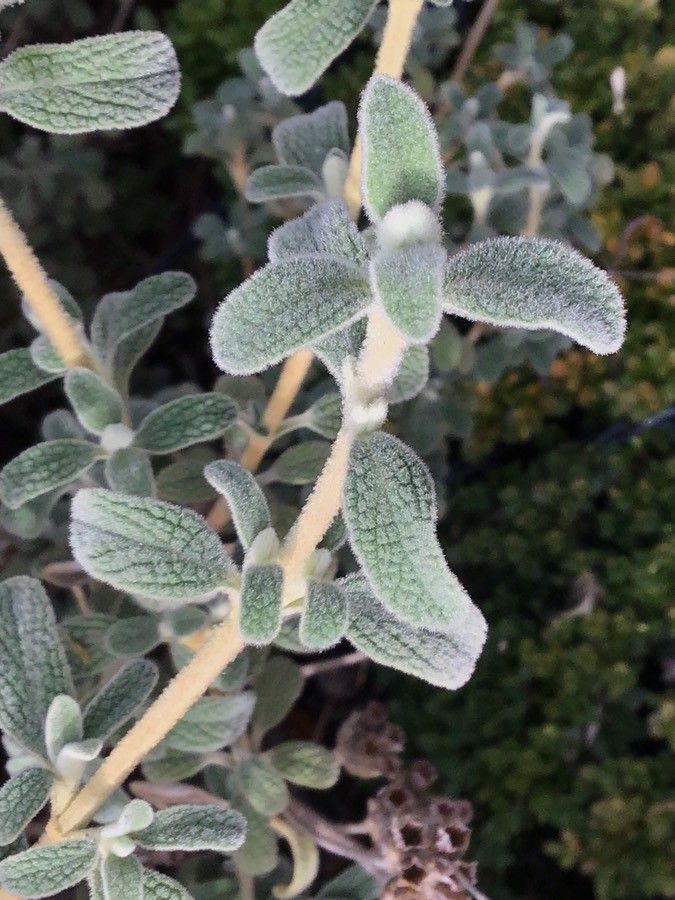 Phlomis lanata — search result for 'Phlomis'