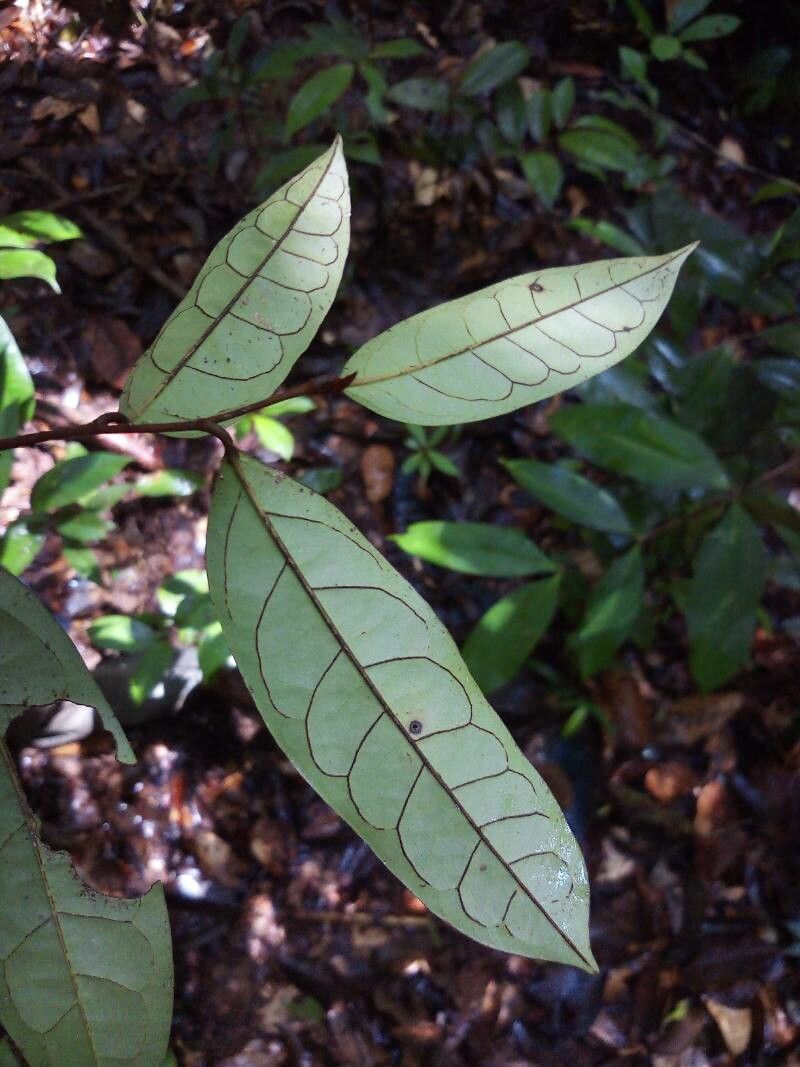 Annona foetida — search result for 'Annonaceae'