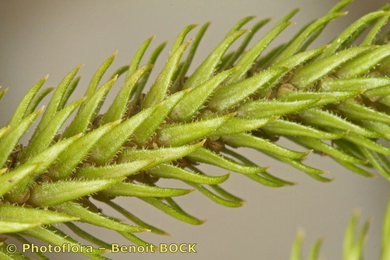 Huperzia dentata leaf