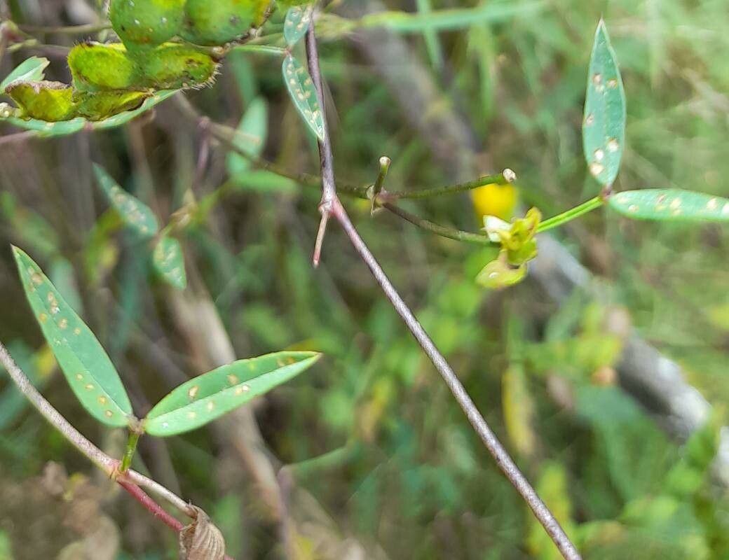 Zornia contorta — related species from the same genus
