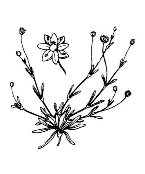 Sagina maritima other