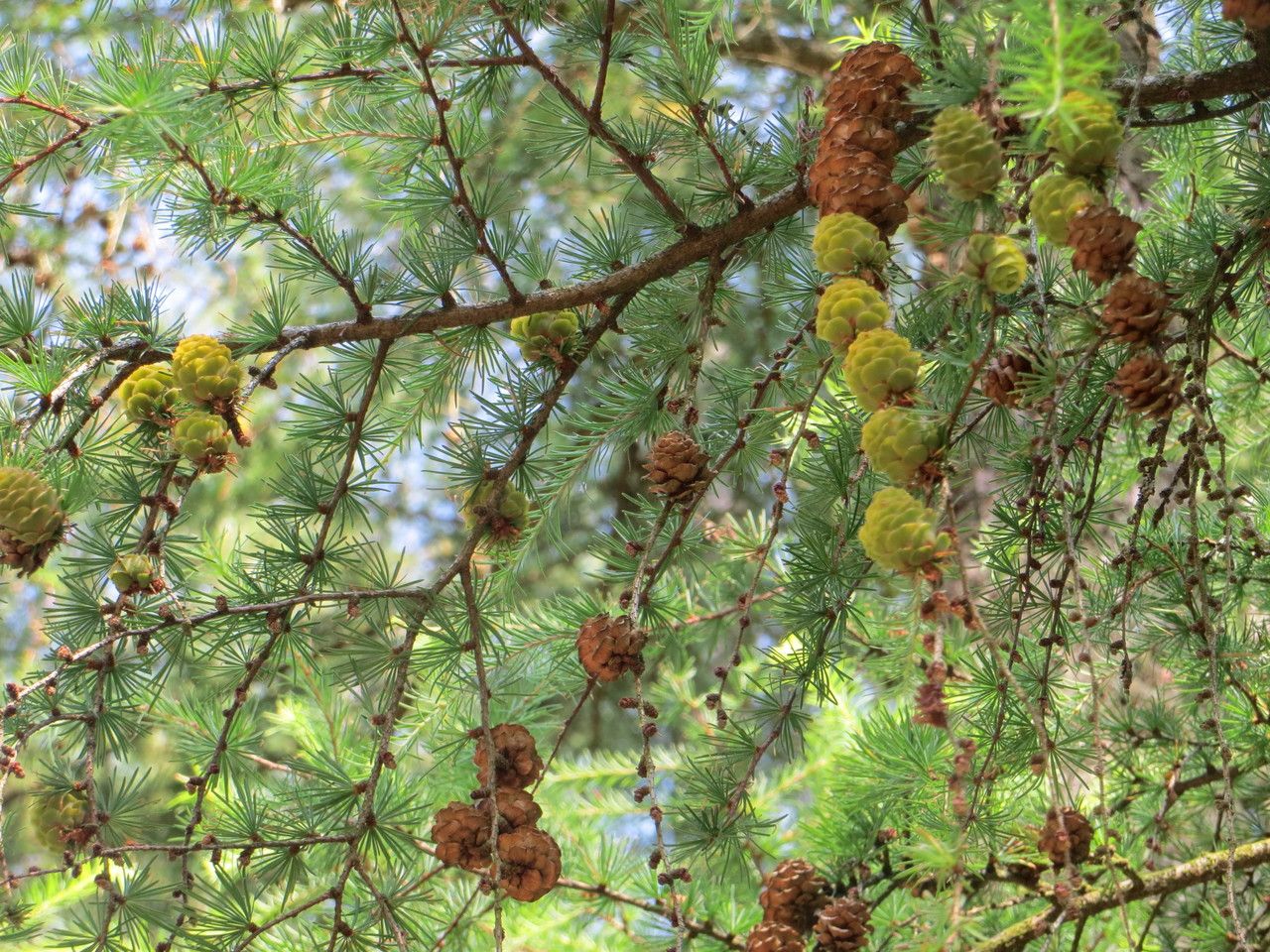 Larix kaempferi flower