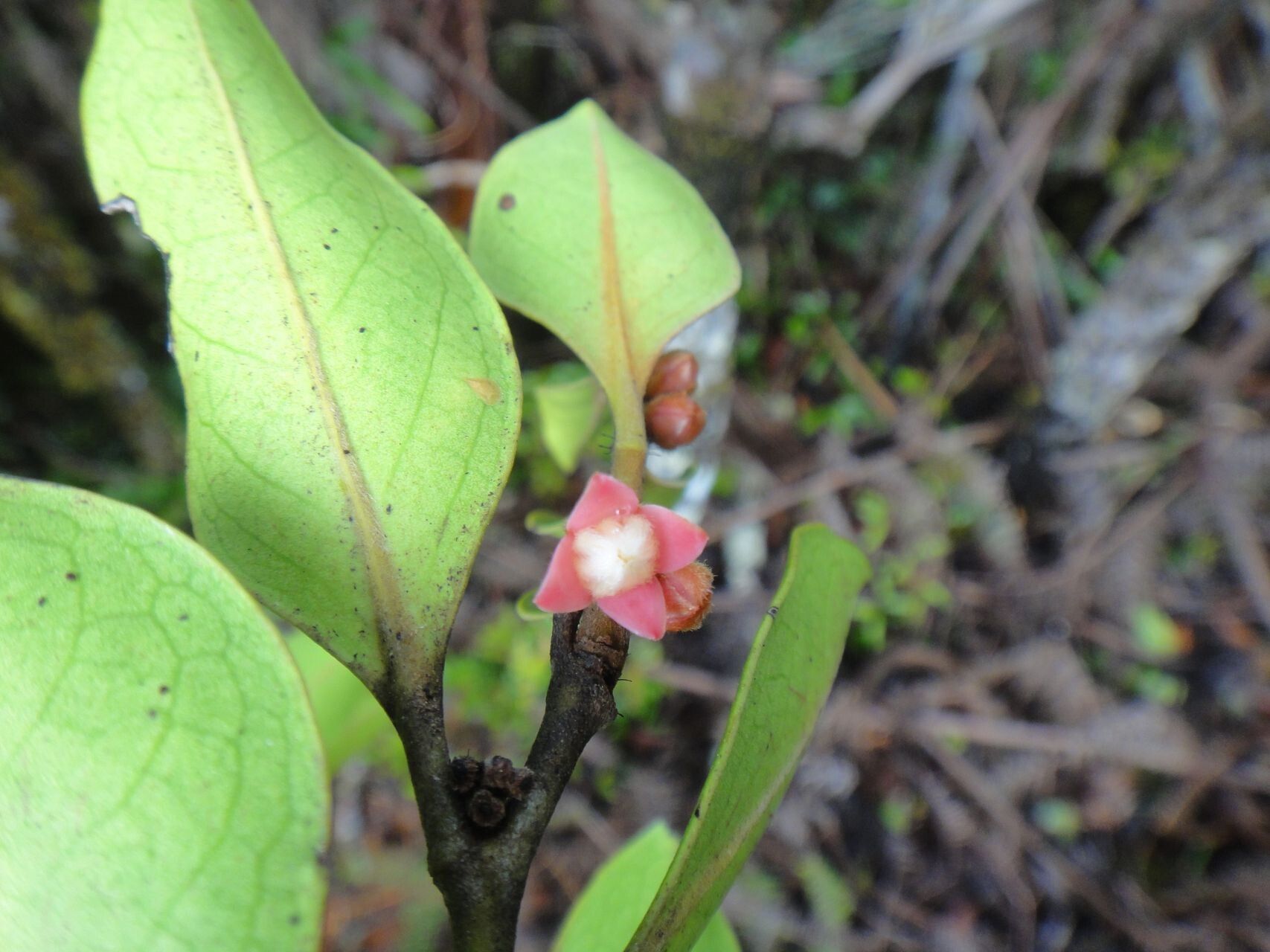 Diospyros oubatchensis flower