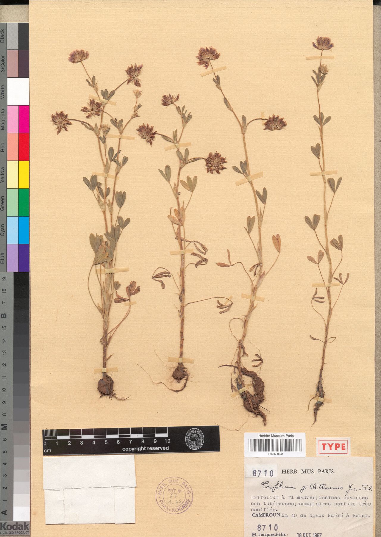 Trifolium gillettianum — houseplant care guide