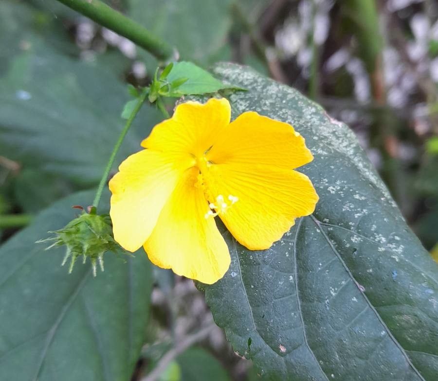 Pavonia sepium flower