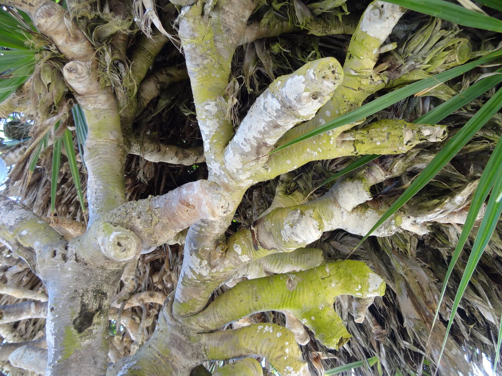 Pandanus heterocarpus bark