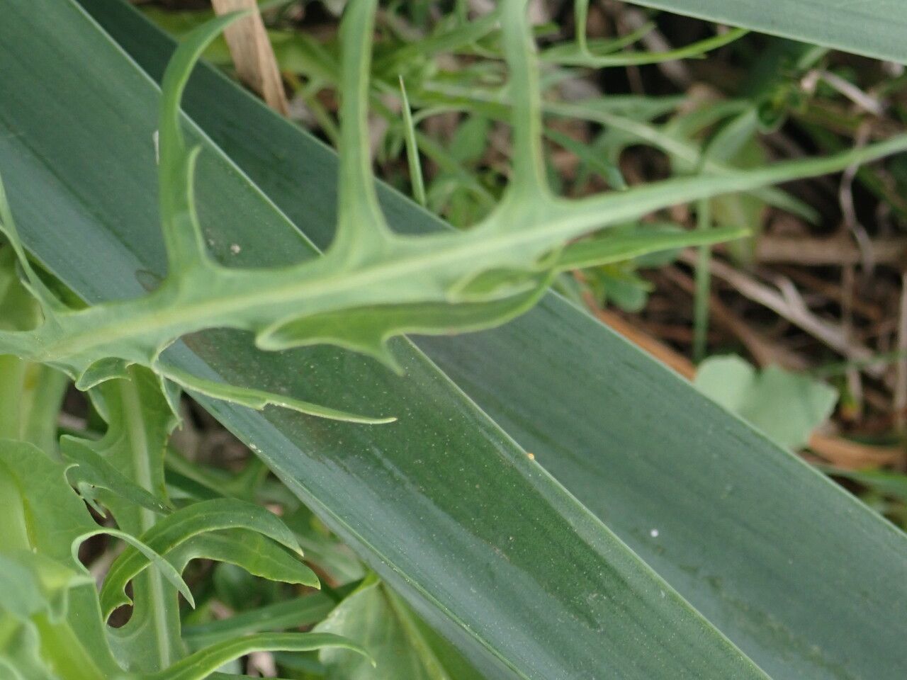Lactuca tenerrima — search result for 'Lactuca'