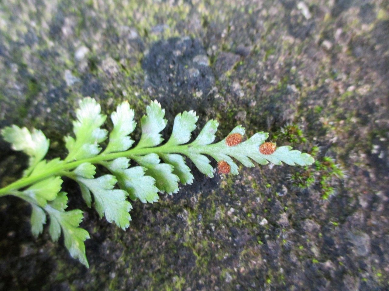 Asplenium obovatum flower