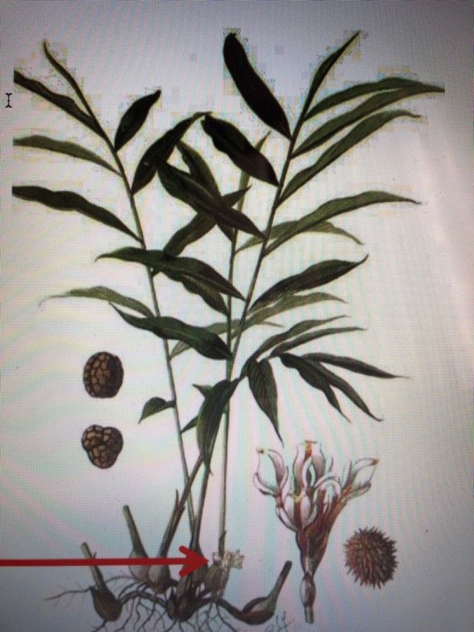 Amomum villosum flower