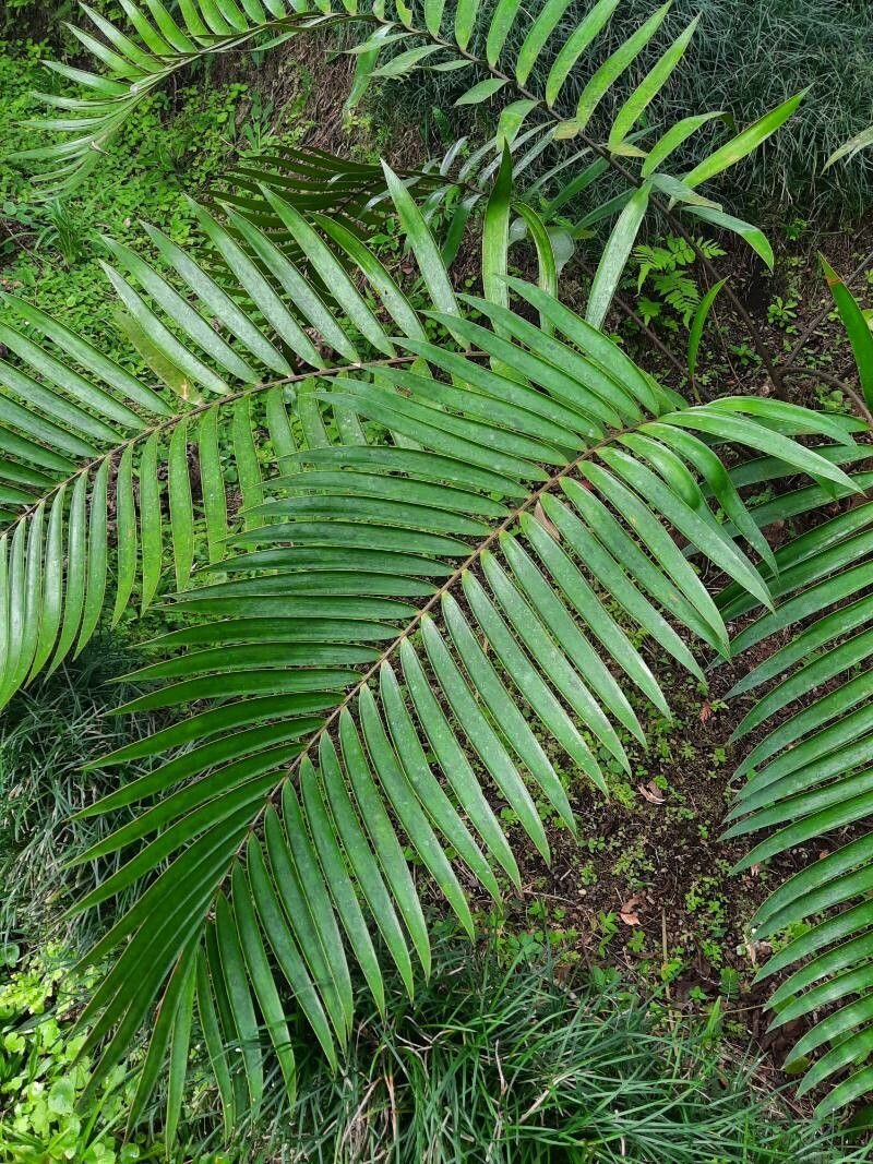 Zamia pseudoparasitica leaf