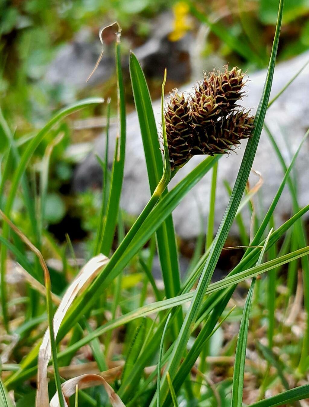 Carex parviflora flower