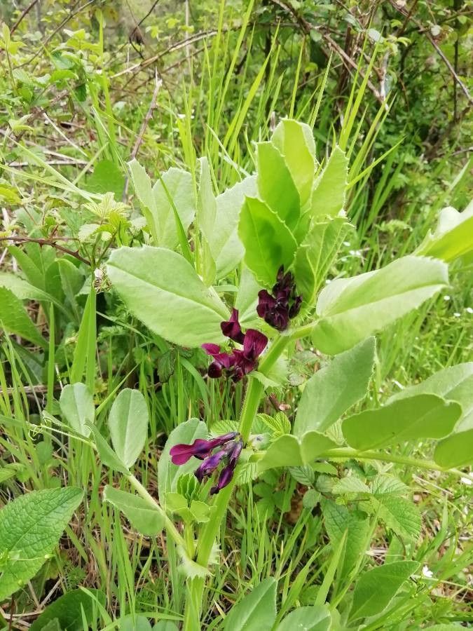 Vicia serratifolia flower