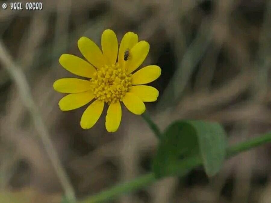 Heteranthemis viscidehirta — houseplant care guide