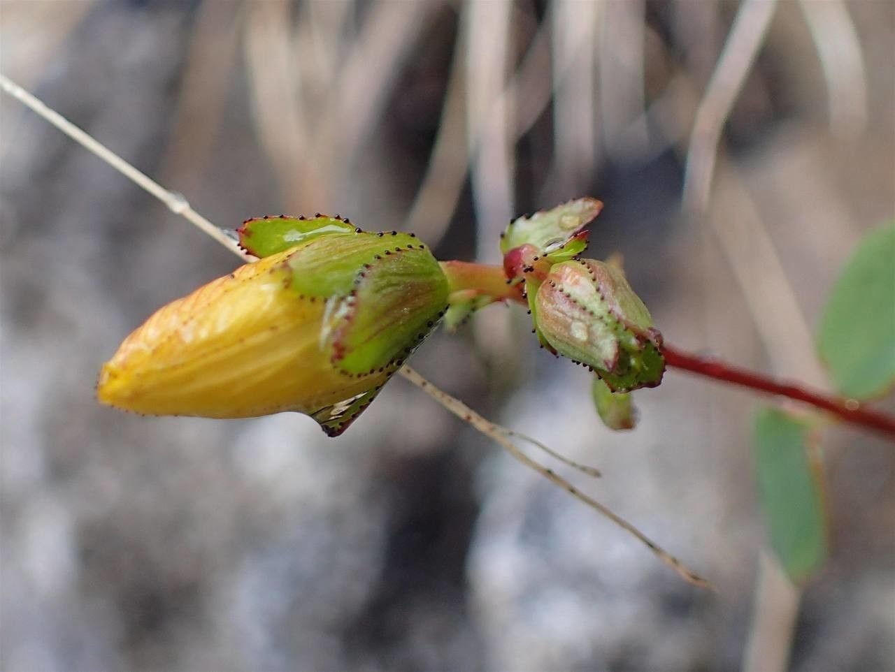 Hypericum nummularium fruit