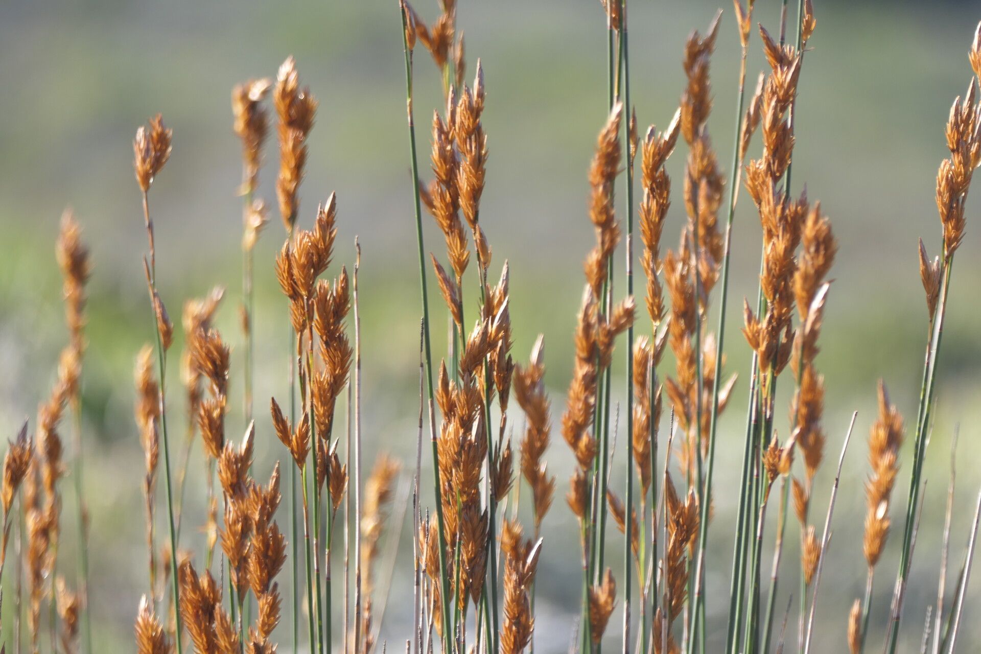 Thamnochortus insignis flower