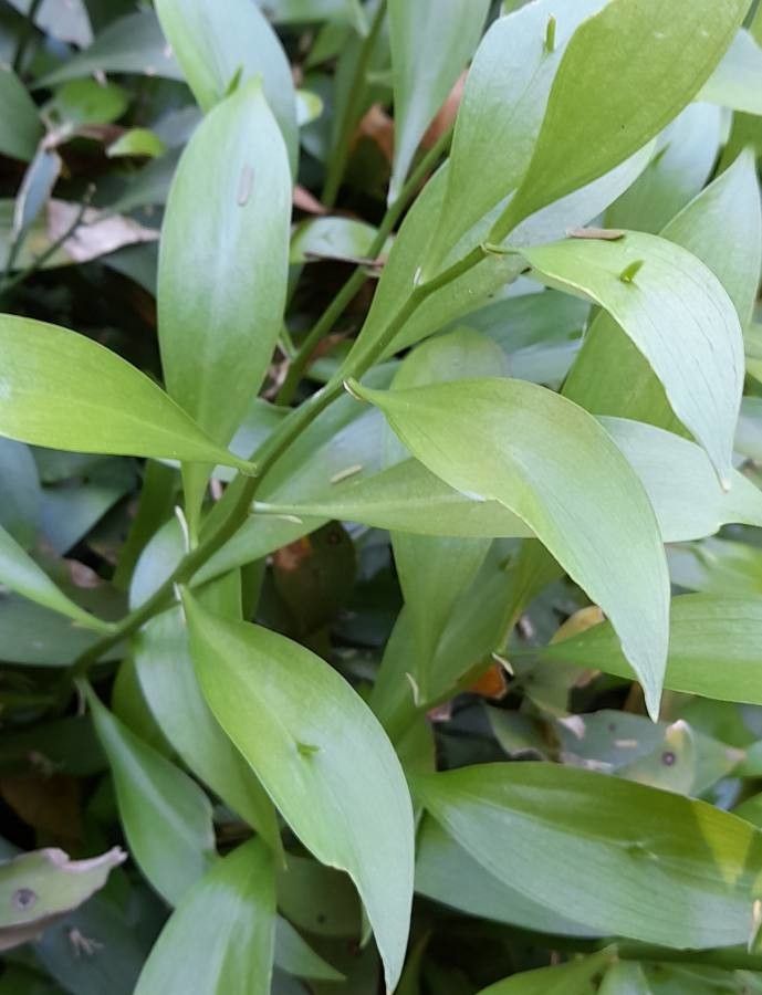 Ruscus hypoglossum leaf