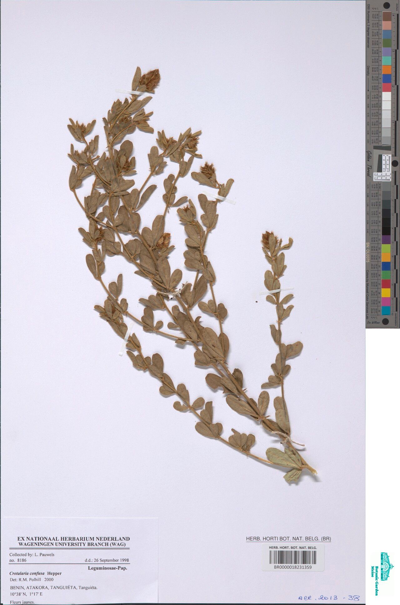 Crotalaria confusa — houseplant care guide