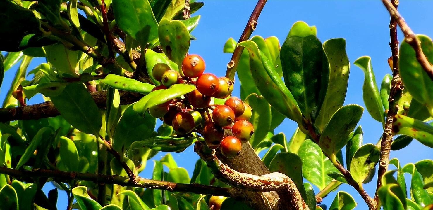 Ilex perado fruit