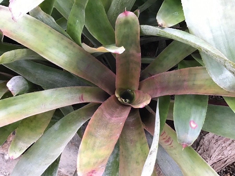 Neoregelia farinosa leaf