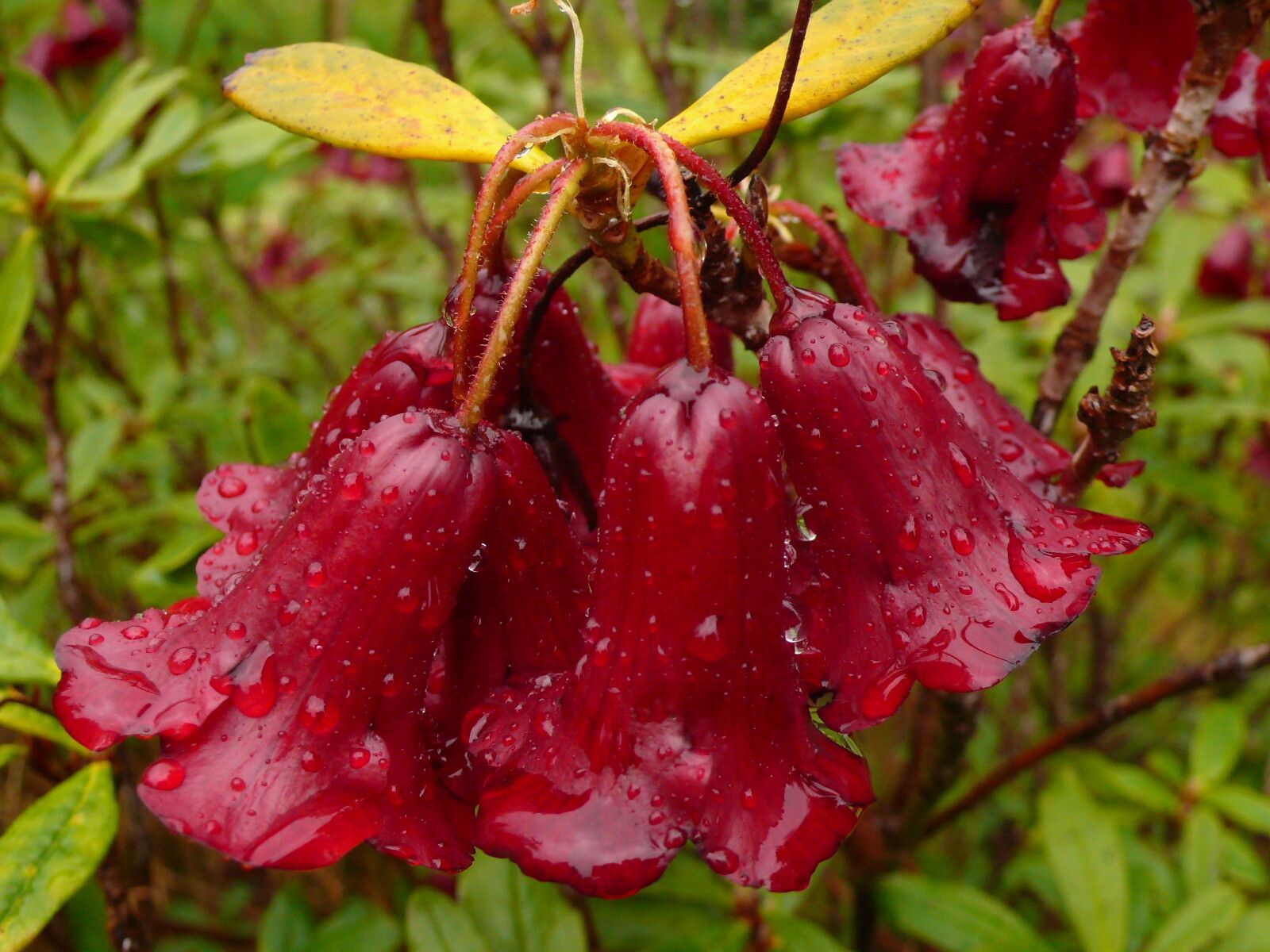 Rhododendron sanguineum — houseplant care guide