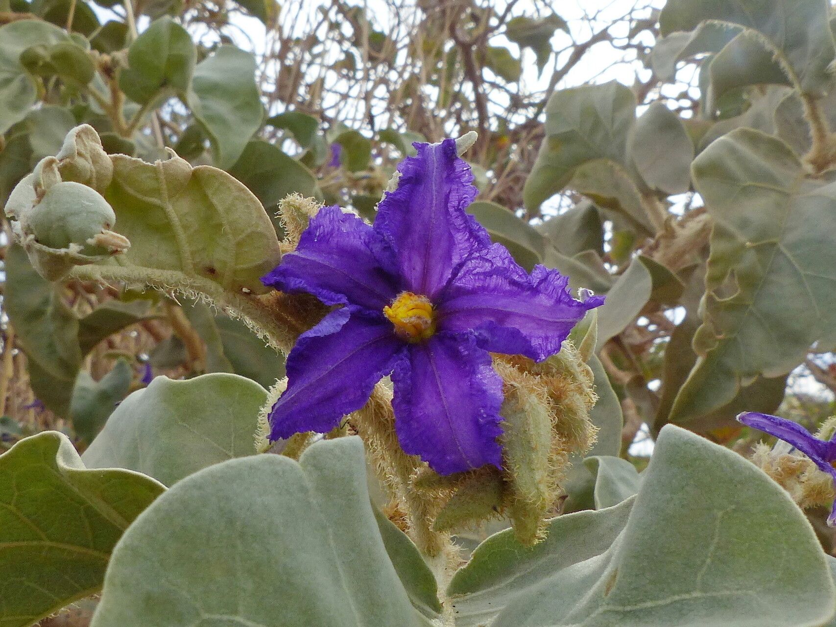 Solanum falciforme flower