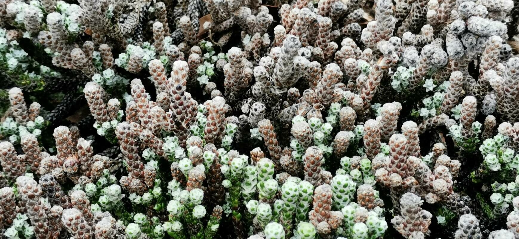 Ozothamnus selago habit