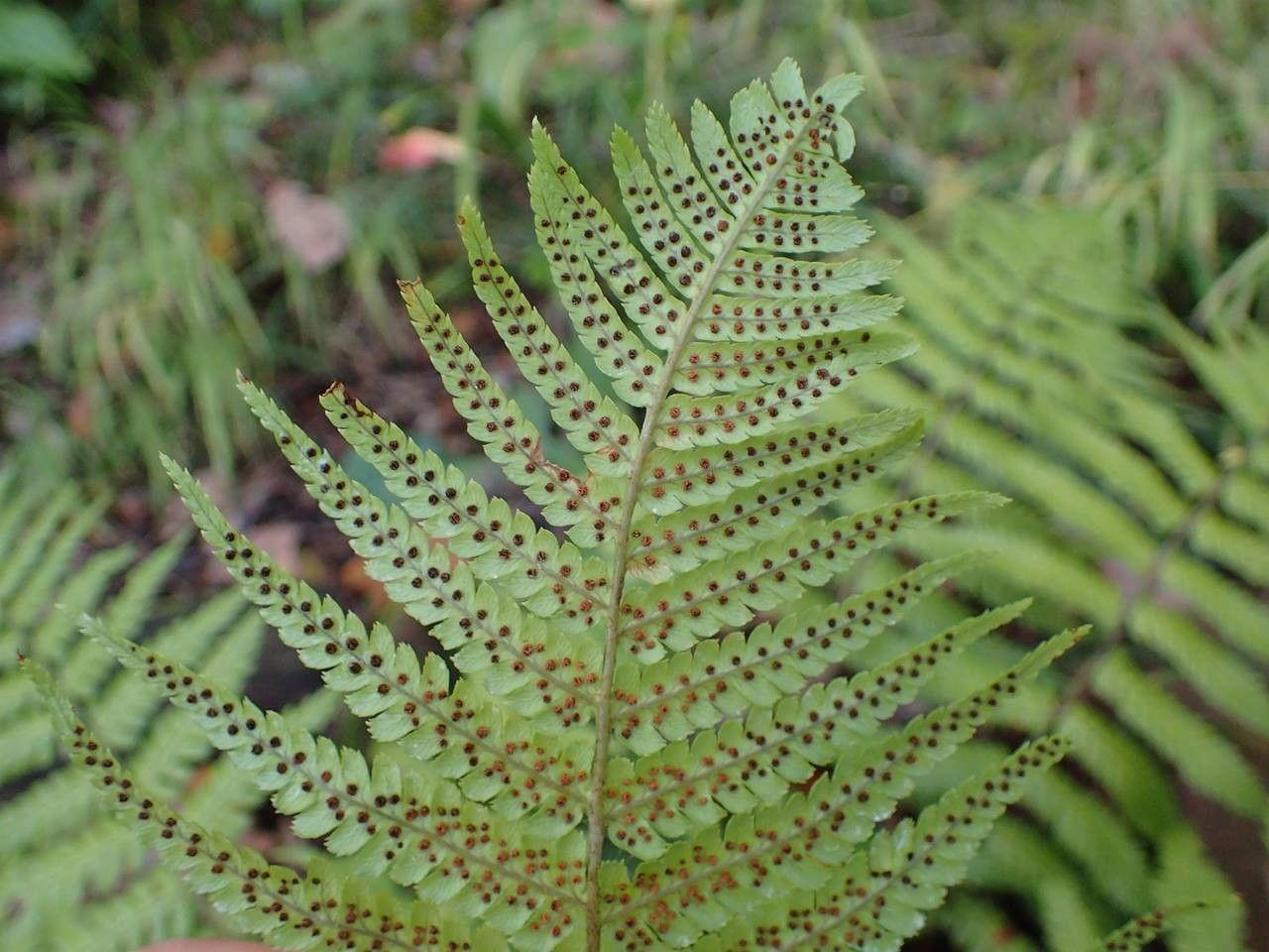 Dryopteris lepidopoda leaf