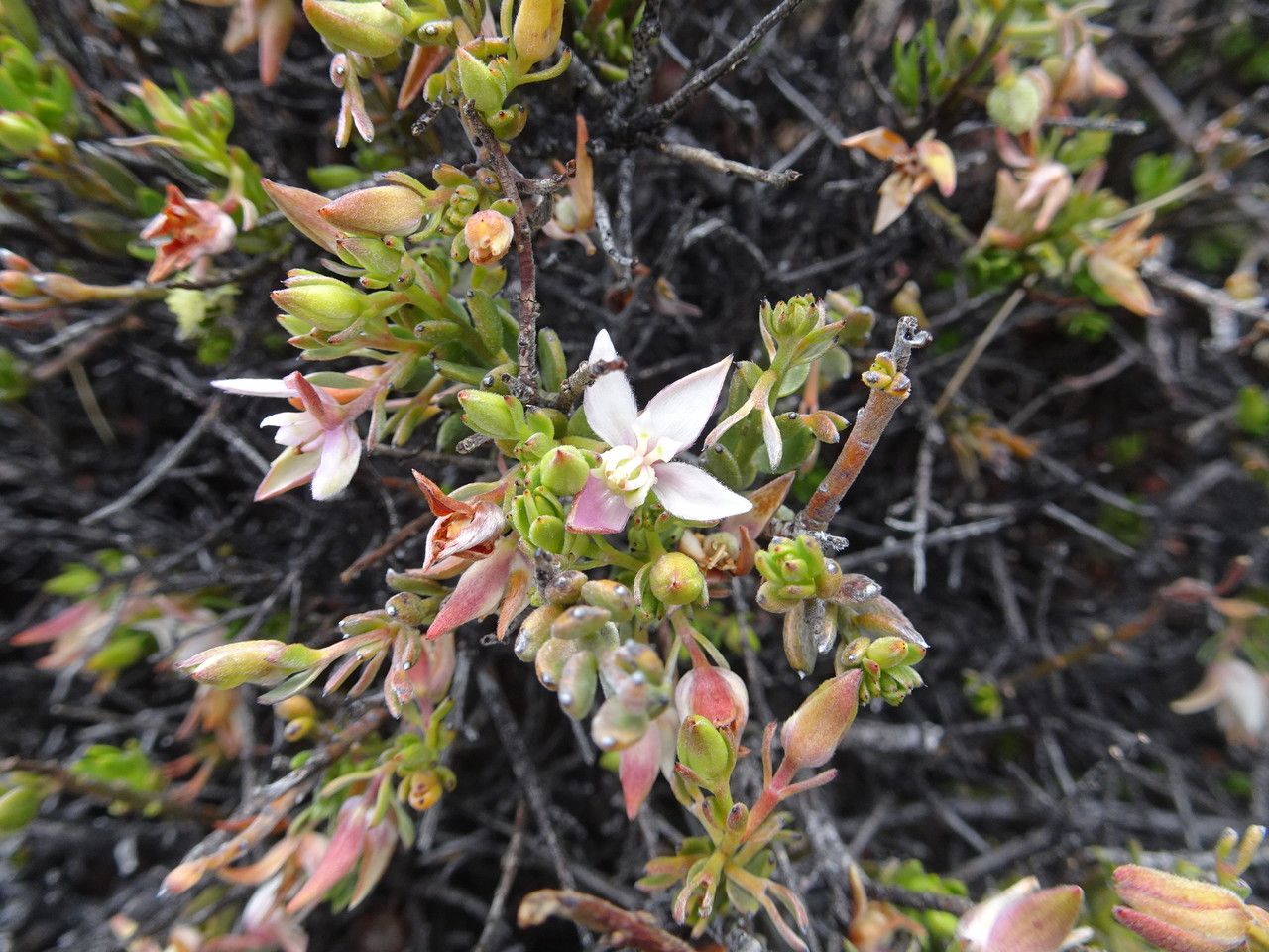 Krameria lappacea flower