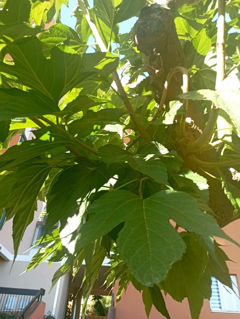 Morus kagayamae flower