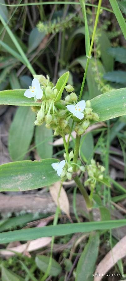 Tripogandra serrulata — houseplant care guide