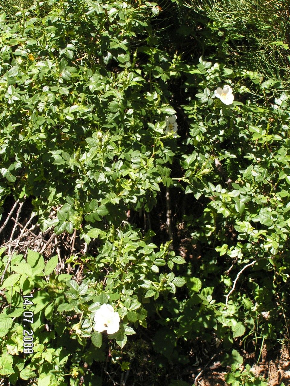 Rosa coriifolia habit