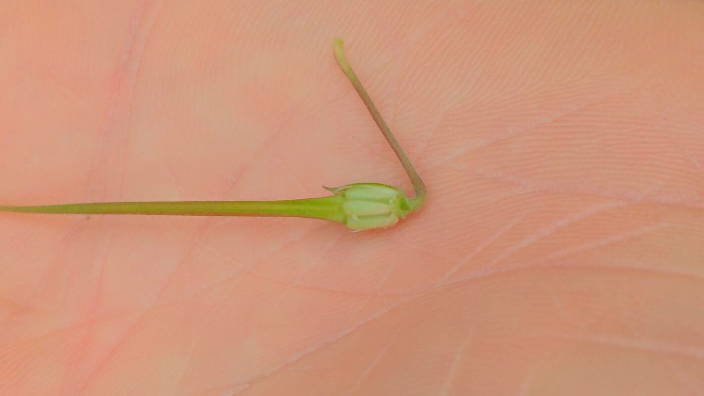 Erodium chium fruit