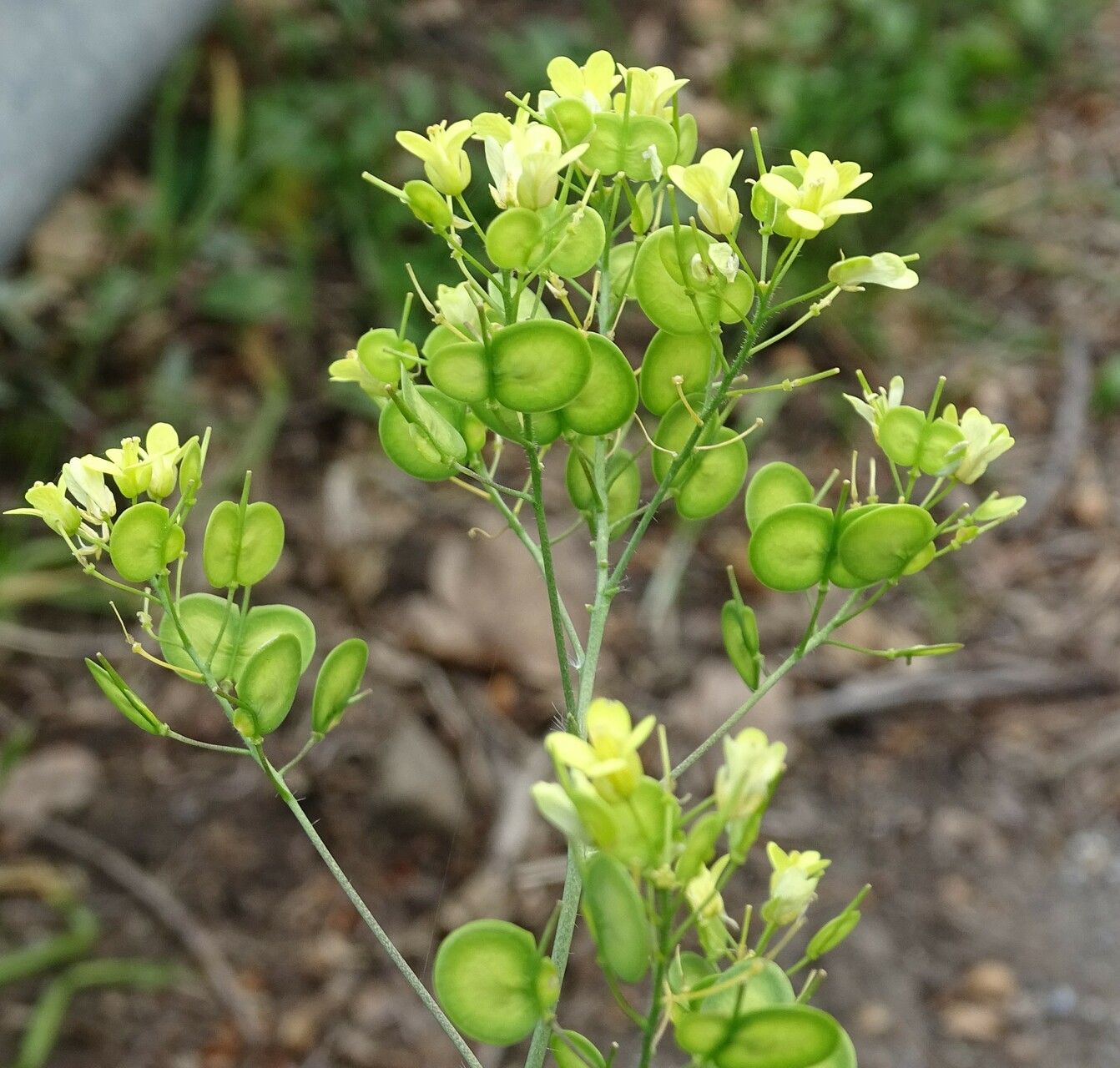 Biscutella incana fruit
