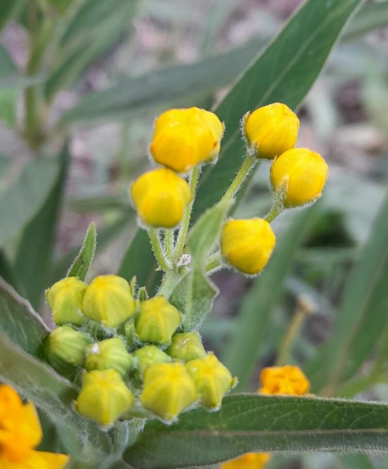 Asclepias pilgeriana other