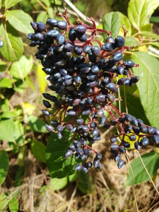 Viburnum rigidum fruit
