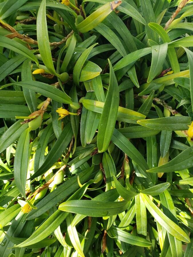 Maxillariella variabilis — houseplant care guide