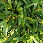 Maxillariella variabilis