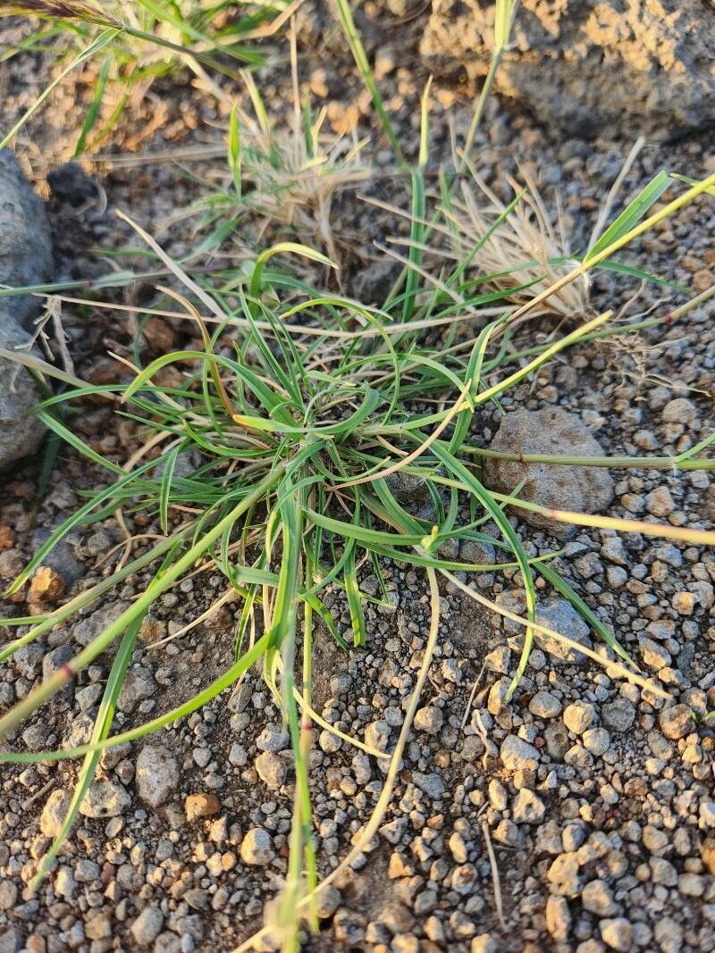 Aristida congesta — search result for 'Botswana'