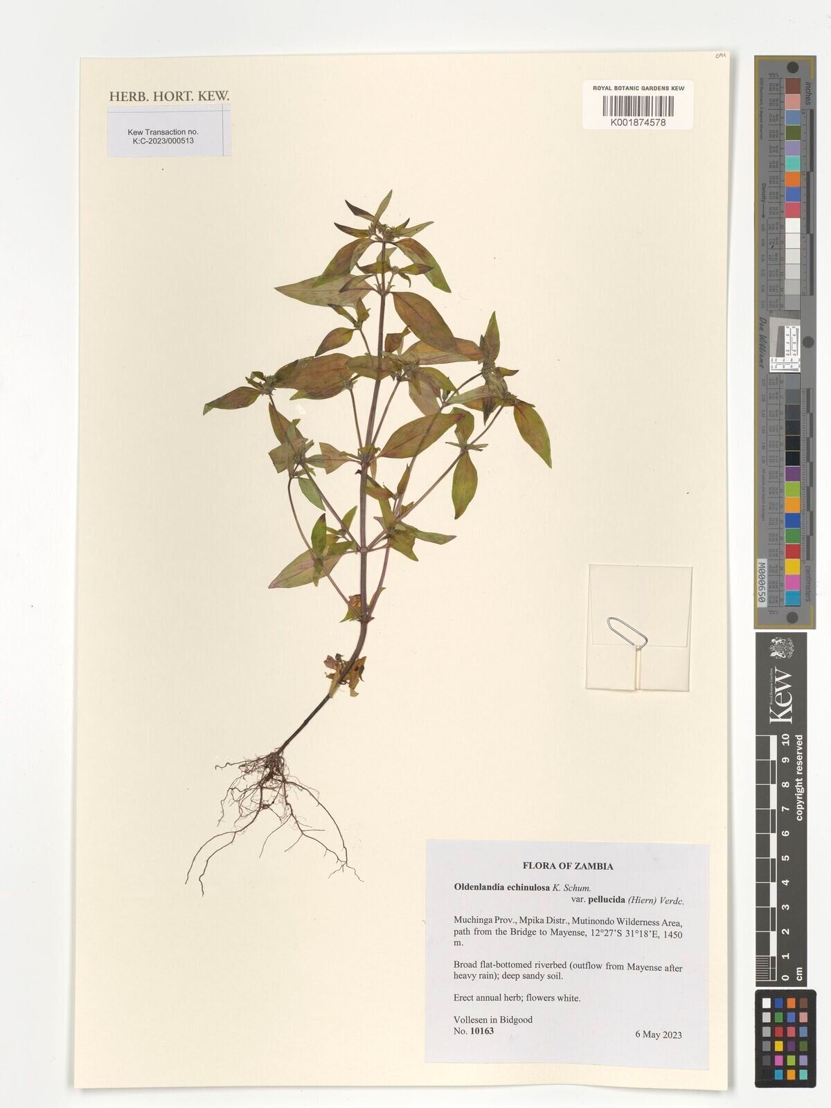 Oldenlandia echinulosa — houseplant care guide